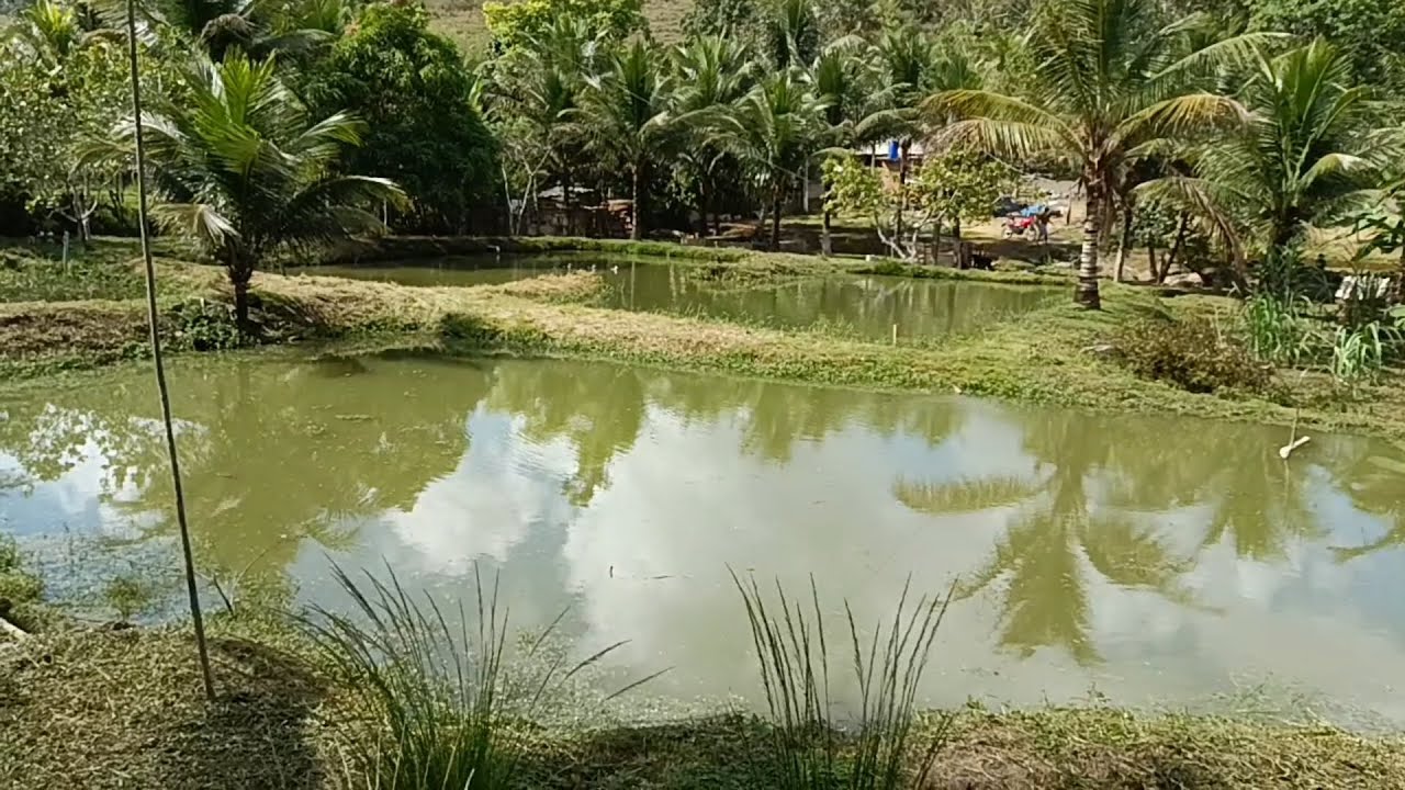 Vende  se esse sítio no Quilombinho Palmares PE 120mil (081)996309085