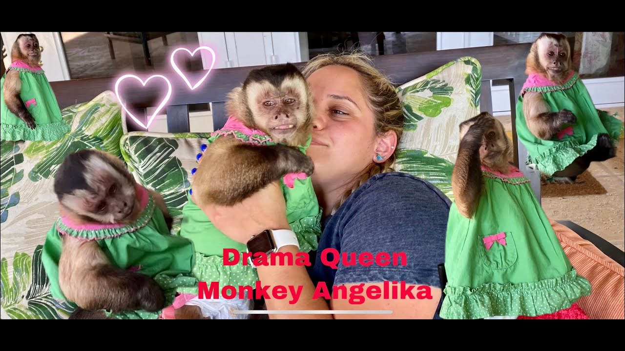 Drama Queen Monkey Angelika relaxing, must watch to the end 😜❤️ she’ll show you some drama 🎭 🐒👑