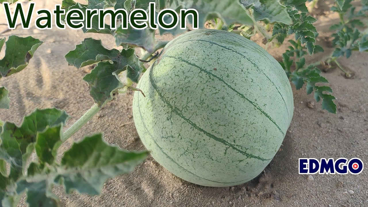 Fruits and Vegetables Four Seasons - Learn Fruit + Vegetable in English (Vocabulary)
