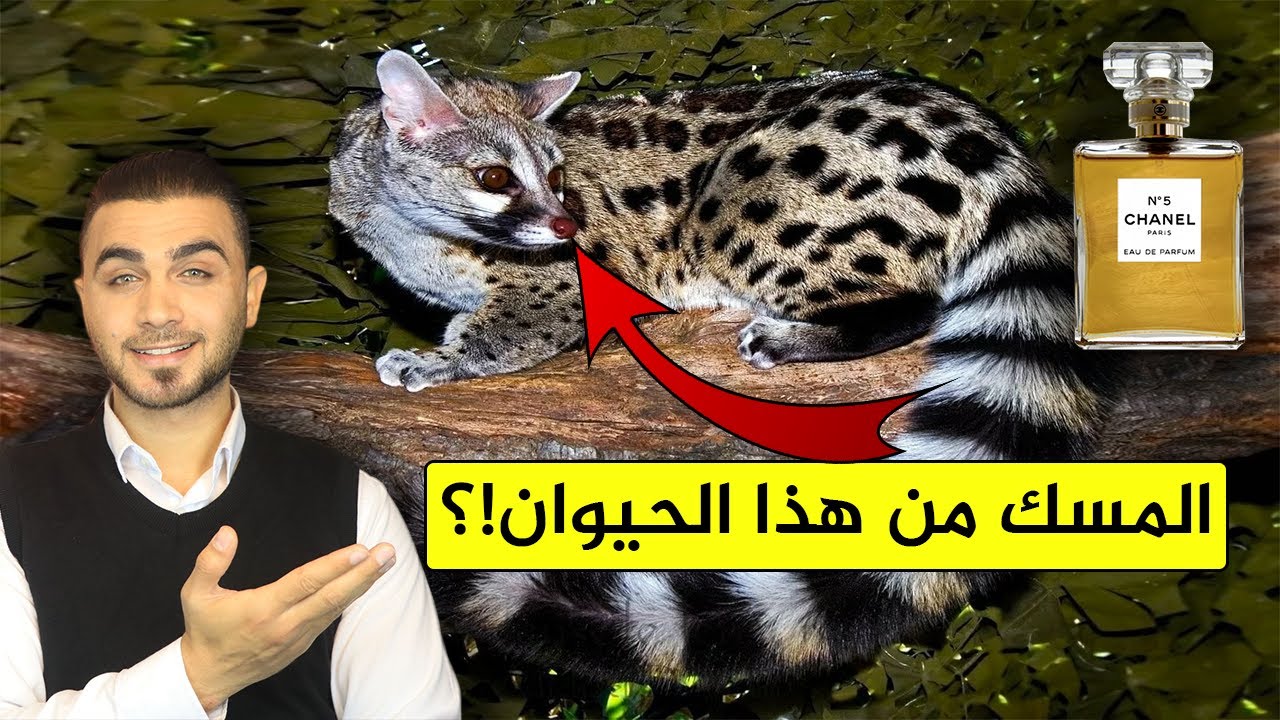 شاهد استخراج المسك من حيوان الزبّاد😱المسك الأغلى في العالم 🤔