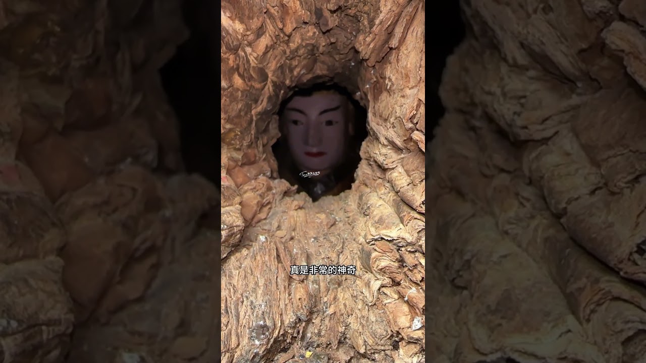 一棵千年樟树，树杆有一个拳头大小的树洞，洞中藏着一尊半人高的塑像，到底是先有树还是先有佛#樟树#佛像#福建游神