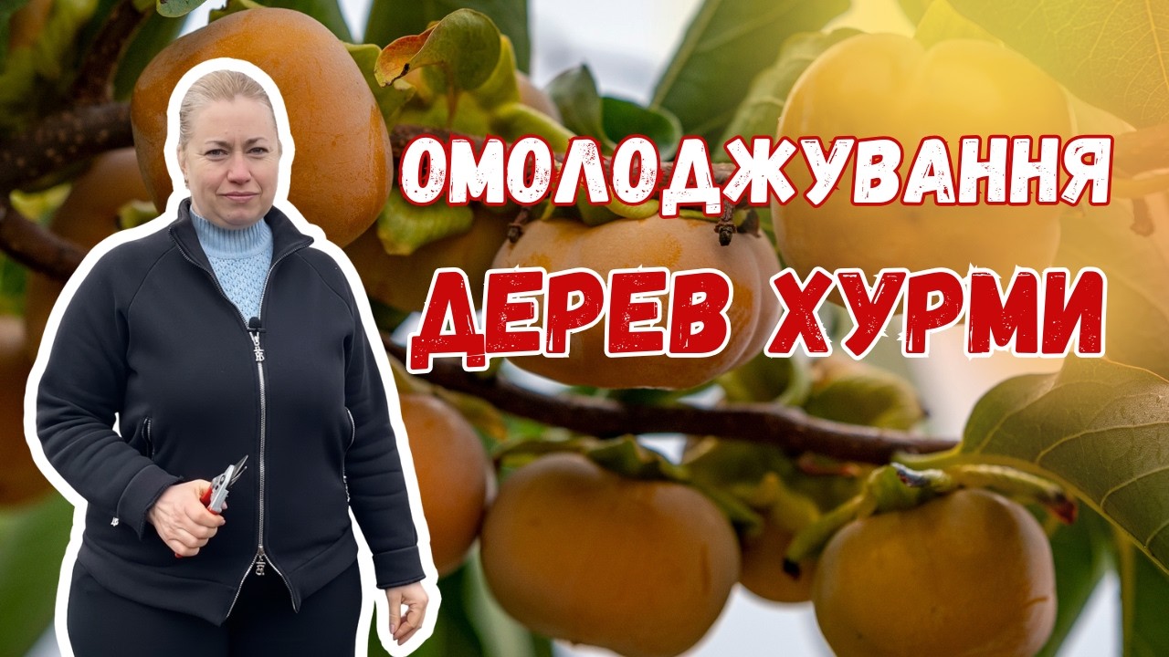 Омолодження дерев хурми: що і як різати!