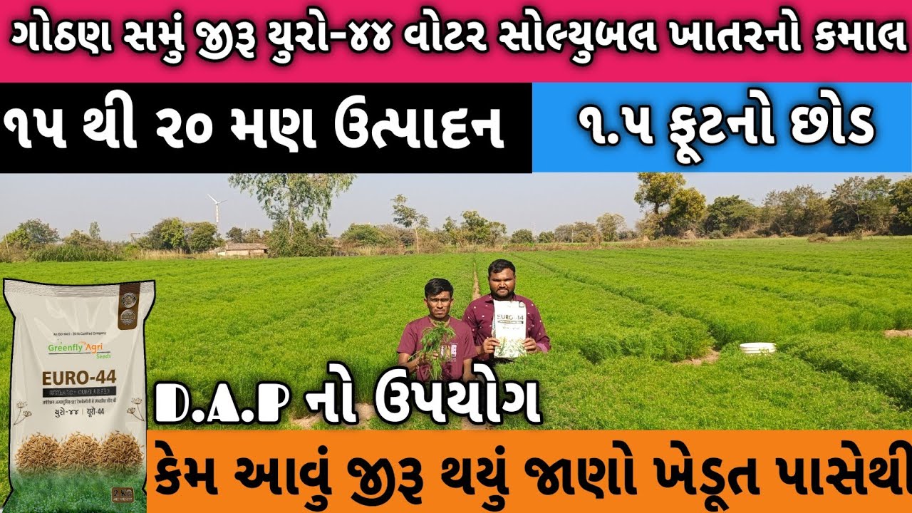 ગોઠણ સમું જીરૂ EURO-44 ! બે ઘડી જોવું પડે જીરૂ ! ખેડૂતે શું કહ્યું Euro ૪૪ જીરા વિશે ! ખાતર નો કમાલ