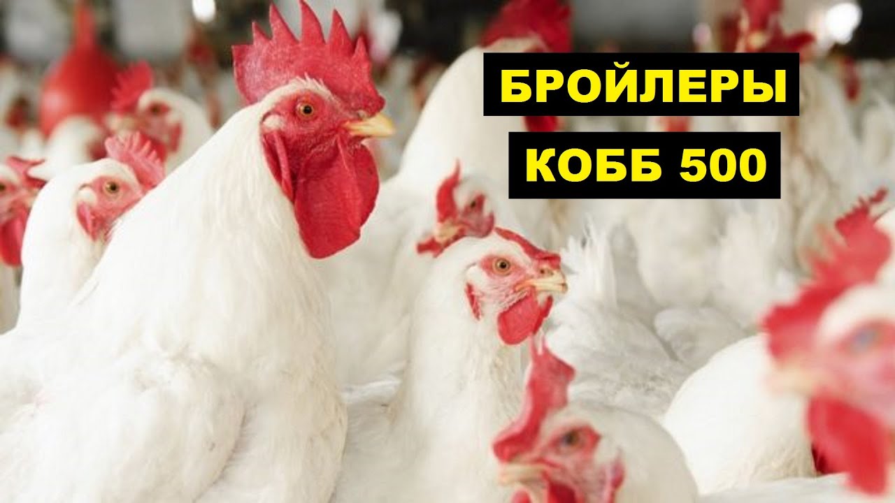 Разведение кур бройлеров кобб 500 как бизнес идея | Бройлер кобб 500 | Куры бройлеры