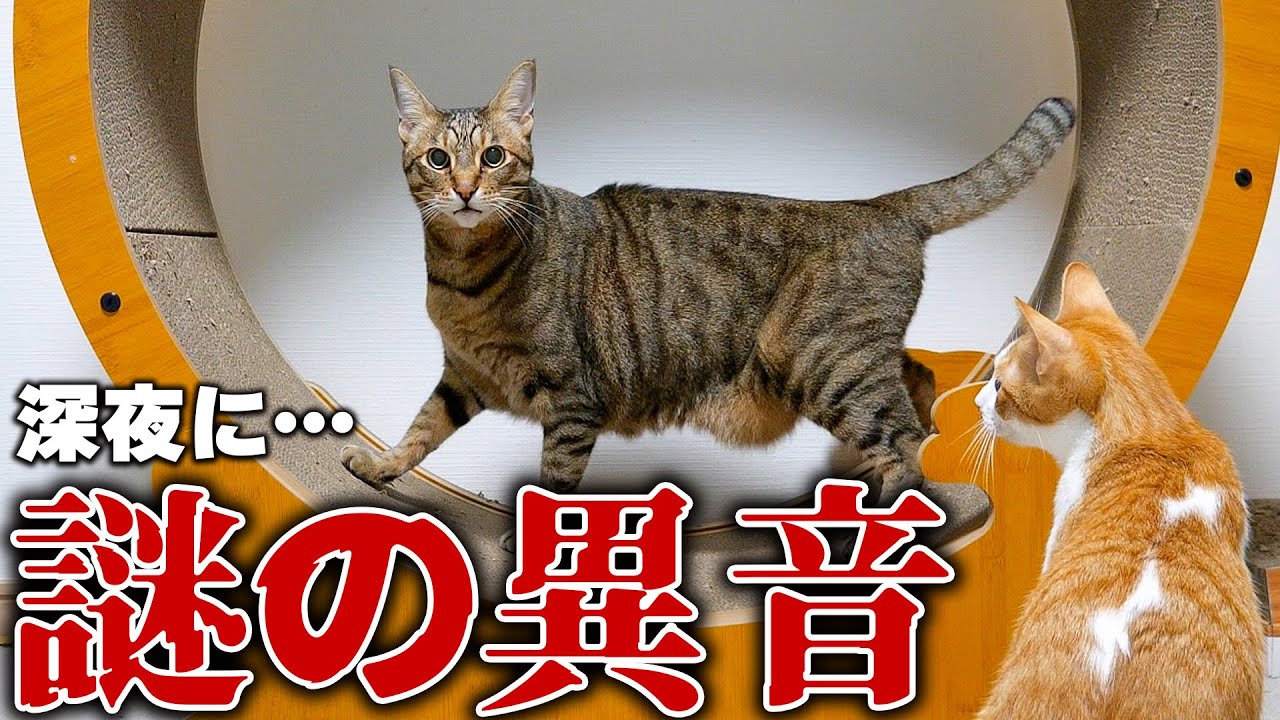 【モニタリング】夜な夜な響く謎の異音…隠しカメラに映ったのはまさかの光景でした。