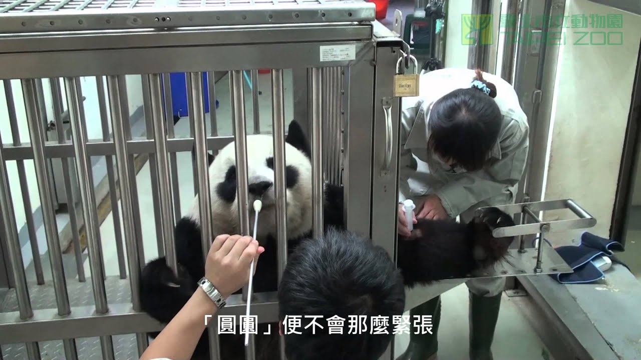 團團圓圓上學去 Animal Training of Tuan Tuan and Yuan Yuan