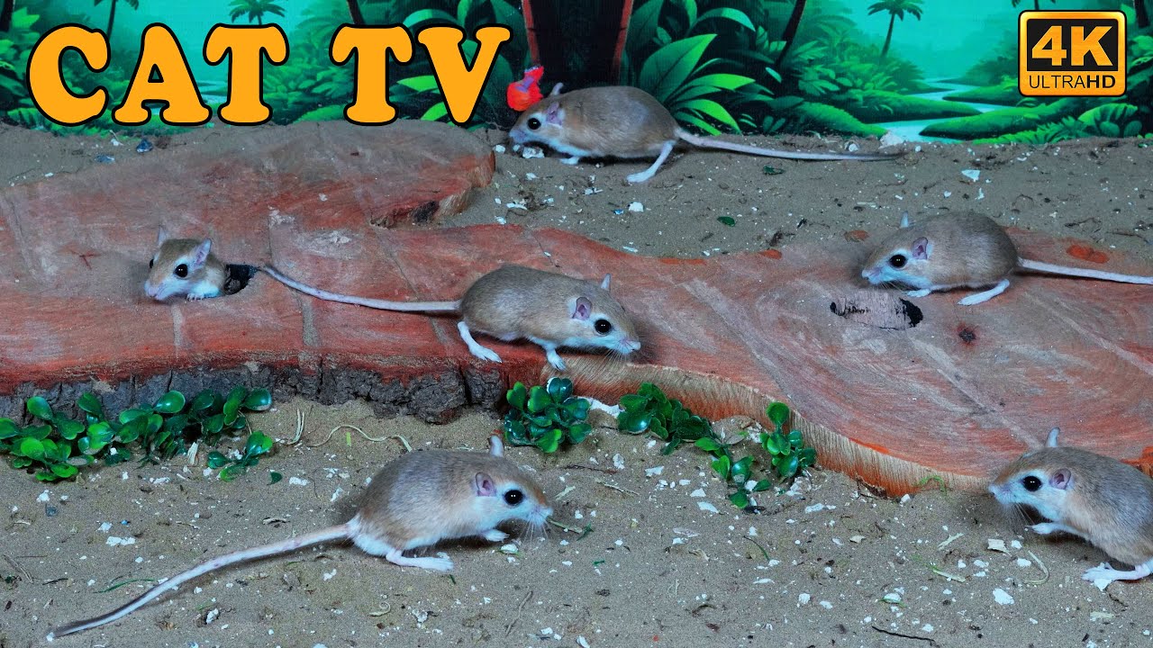 Cat Games TV | Ultimate Cat Games Tv For Cats to Watch Mouse | Cat TV FOR FELINE FRIENDS  4K 8-HOURS