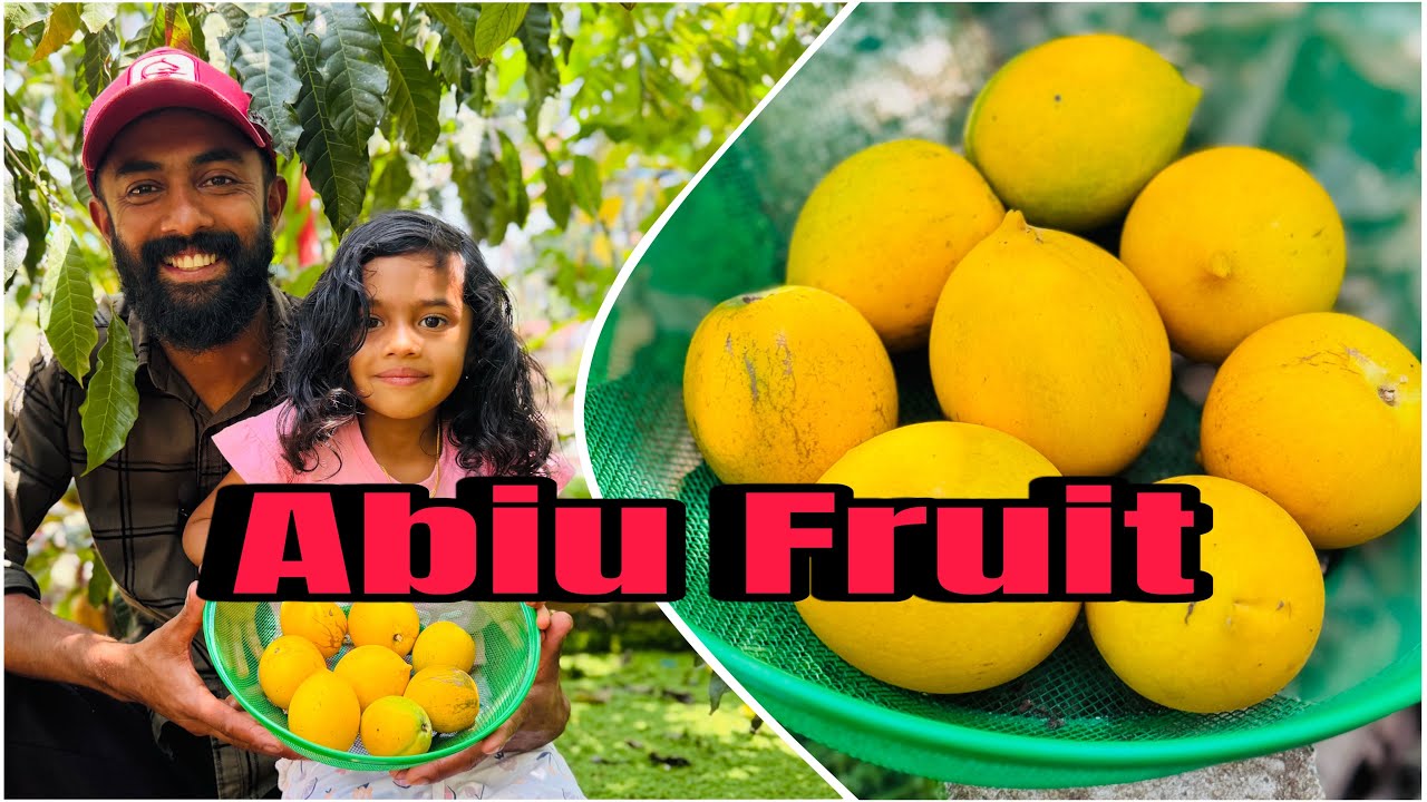 ഇന്ന് ബിയമോളോടൊപ്പം കുറച്ചധികം അബിയു പറിച്ചെടുത്തു 🤤