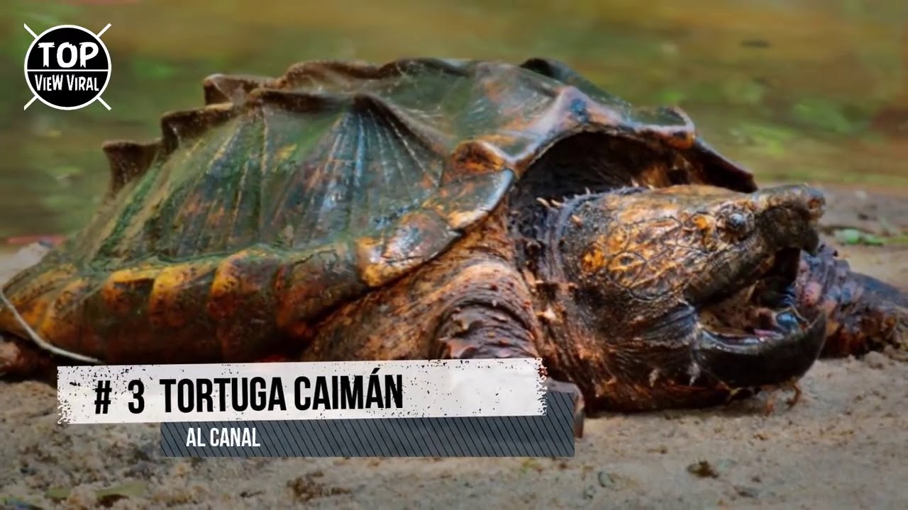 7 Tortugas Ex&oacute;ticas Que Son &Uacute;nicas En El Mundo