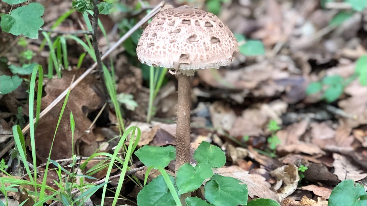 Şemsiye mantarı - Macrolepiota procera -  nasıl tanımlanır? 35 cm uzunluğunda mantar olur mu?