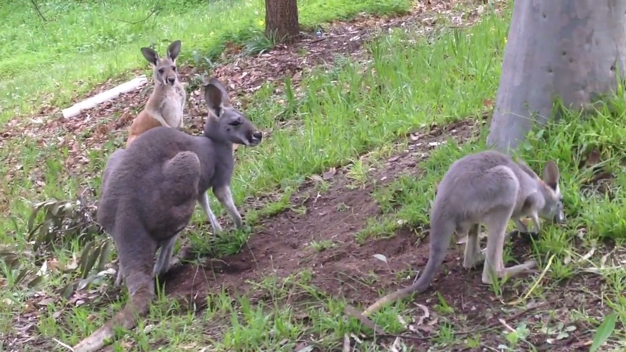 Eden Hills. South Australia. August 26th, 2015. 