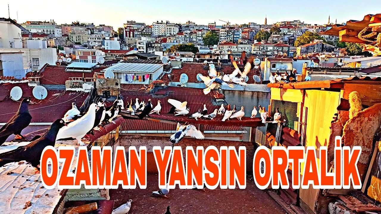 BU ADAM ÇİLDİRDİ SANİRİM OZAMAN YANSIN ORTALİK YERDE KUŞ BİRAKMADİ