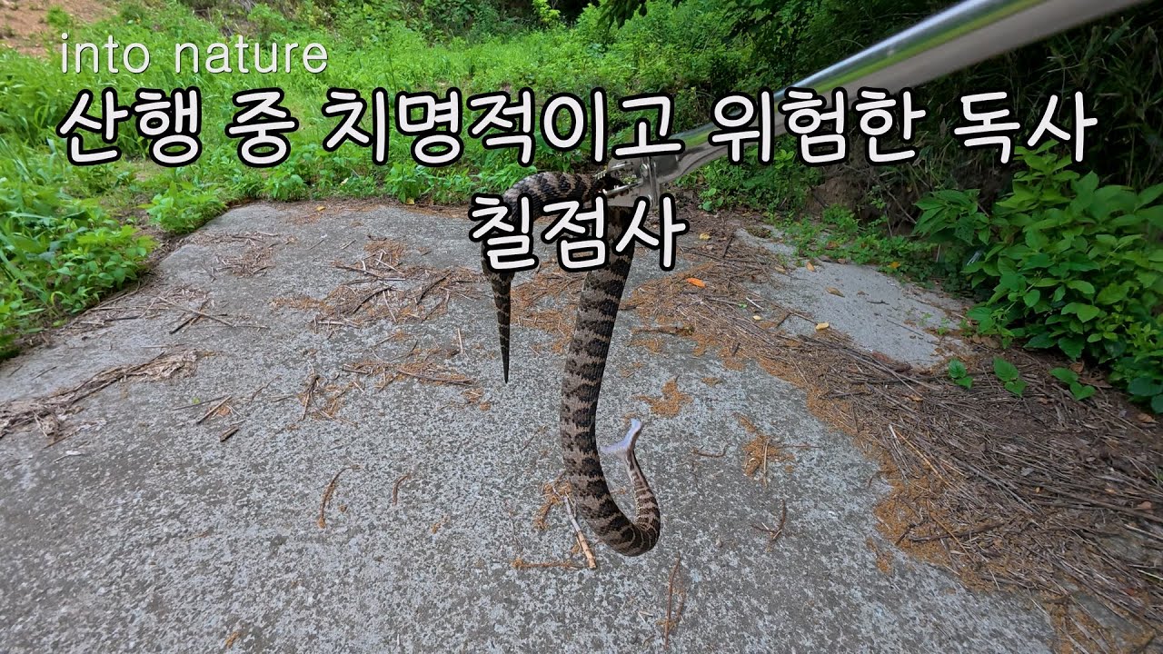 우리나라 최강 독사 칠점사