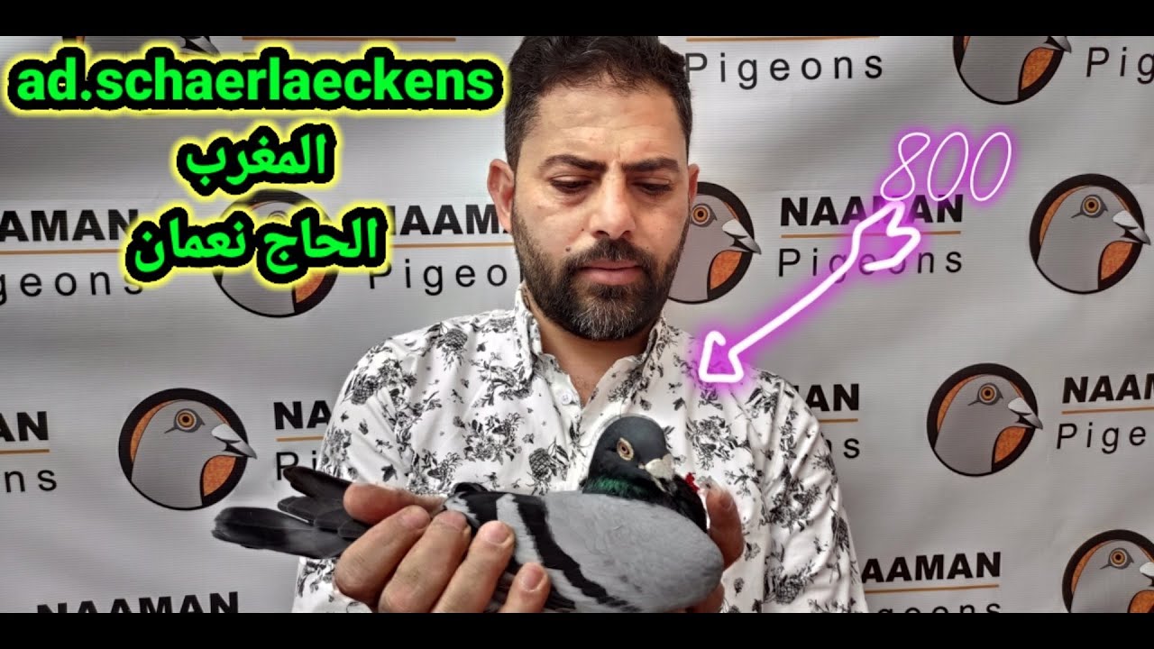 تعريف بسلالة  ad.schaerlaeckensعند البطل حاج نعمان