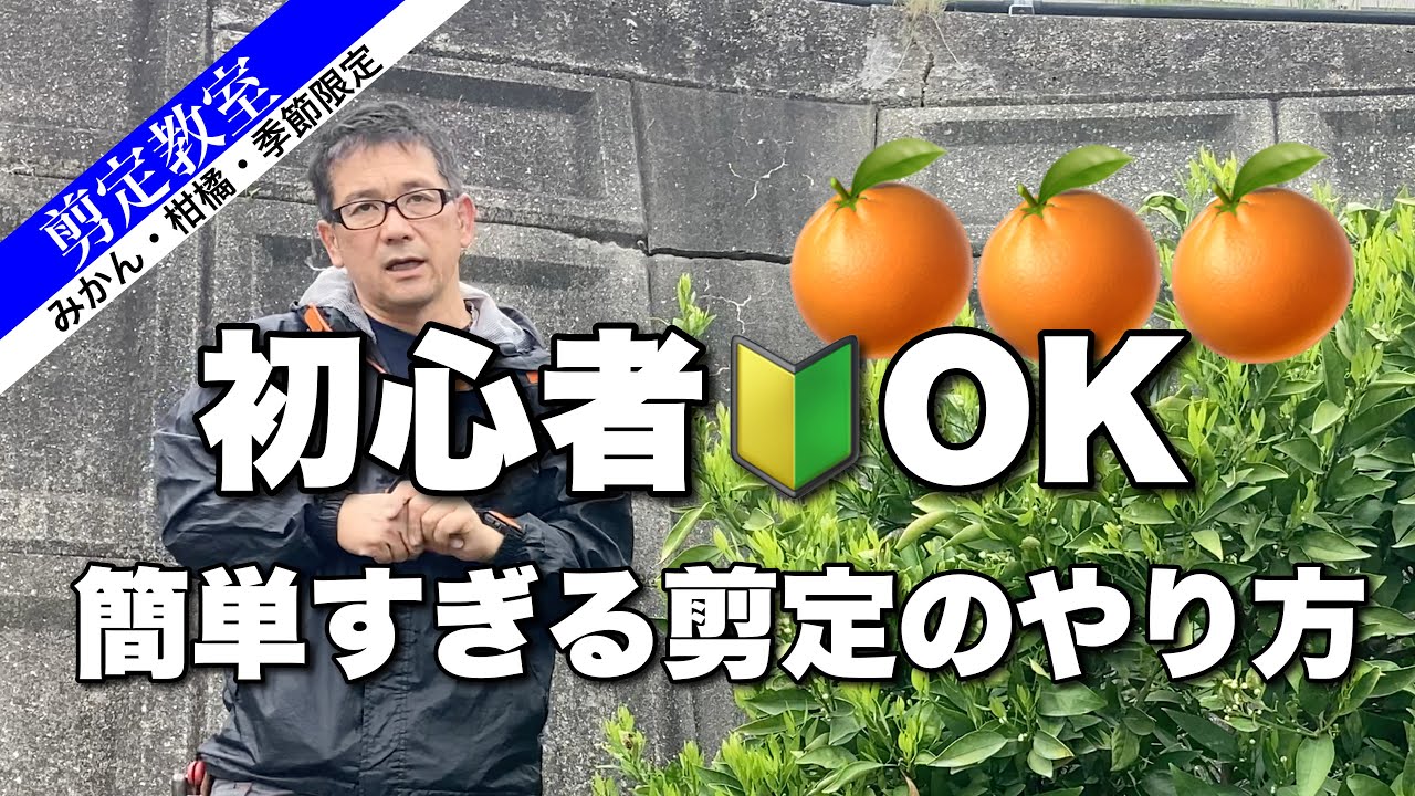 【必見】みかんの剪定　「分かりやすい花見剪定」が初心者におすすめだ！
