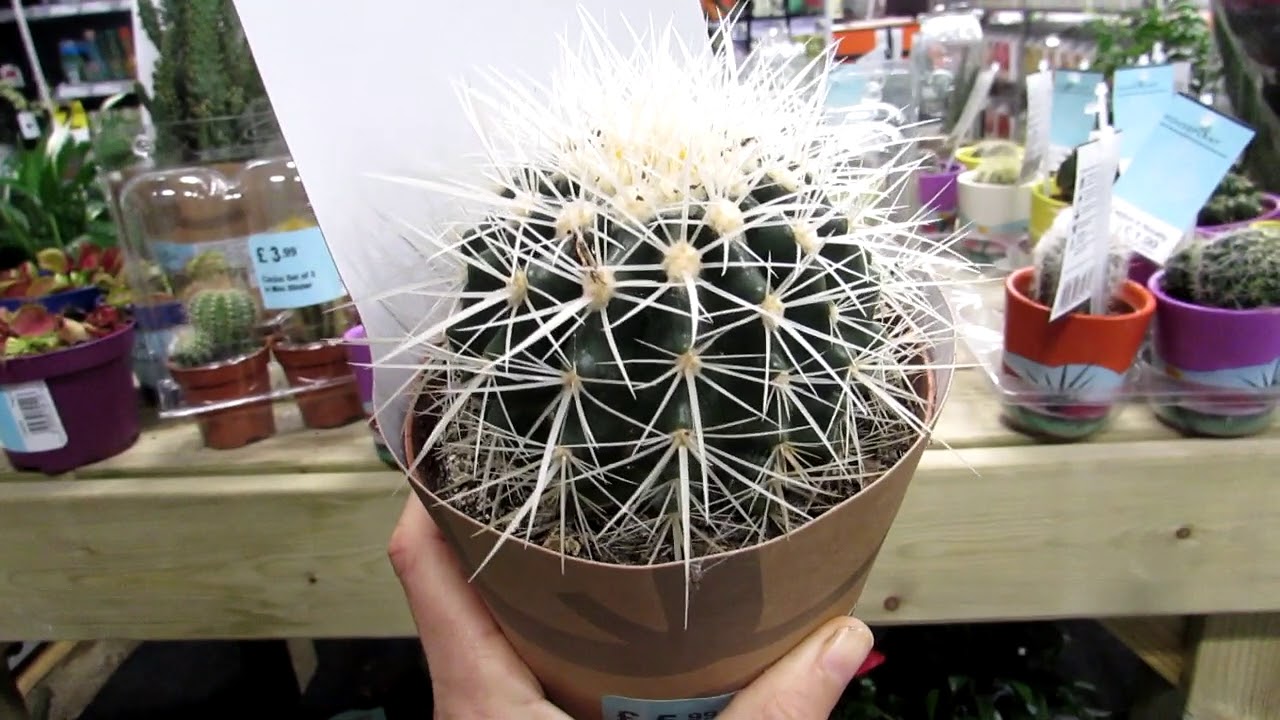 Our new Cactus Plant purchase - Echinocactus grusonii ( White Spined )