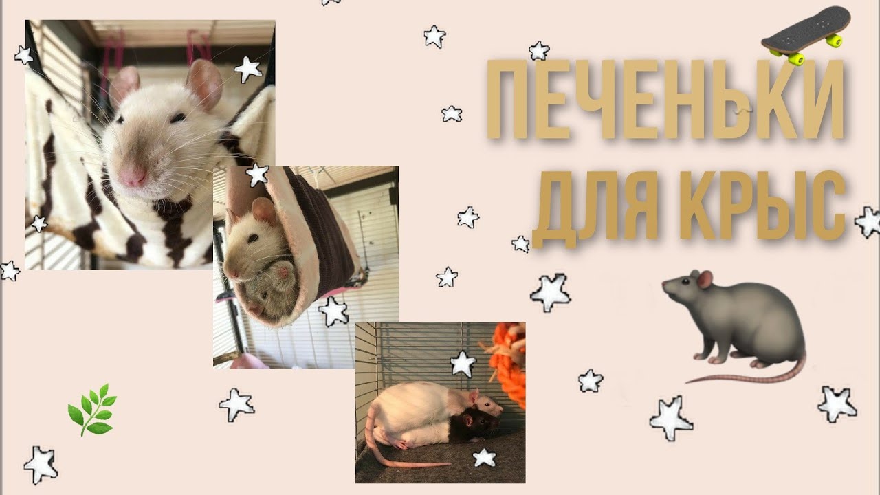 🧸°Печенья для крыс°🐀🌿