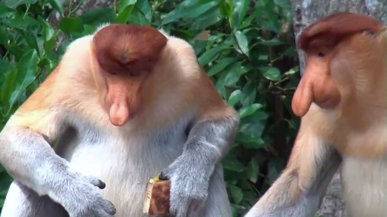 Indonezja Borneo Nosacze Luty 2015 r
