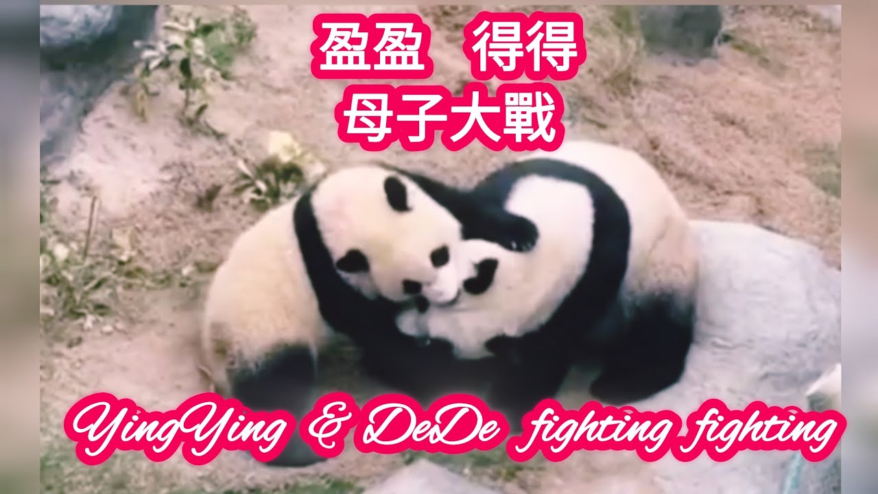 大熊貓盈媽和得得大戰八百回合 Panda Mom YingYing & DeDe fighting 800 rounds 