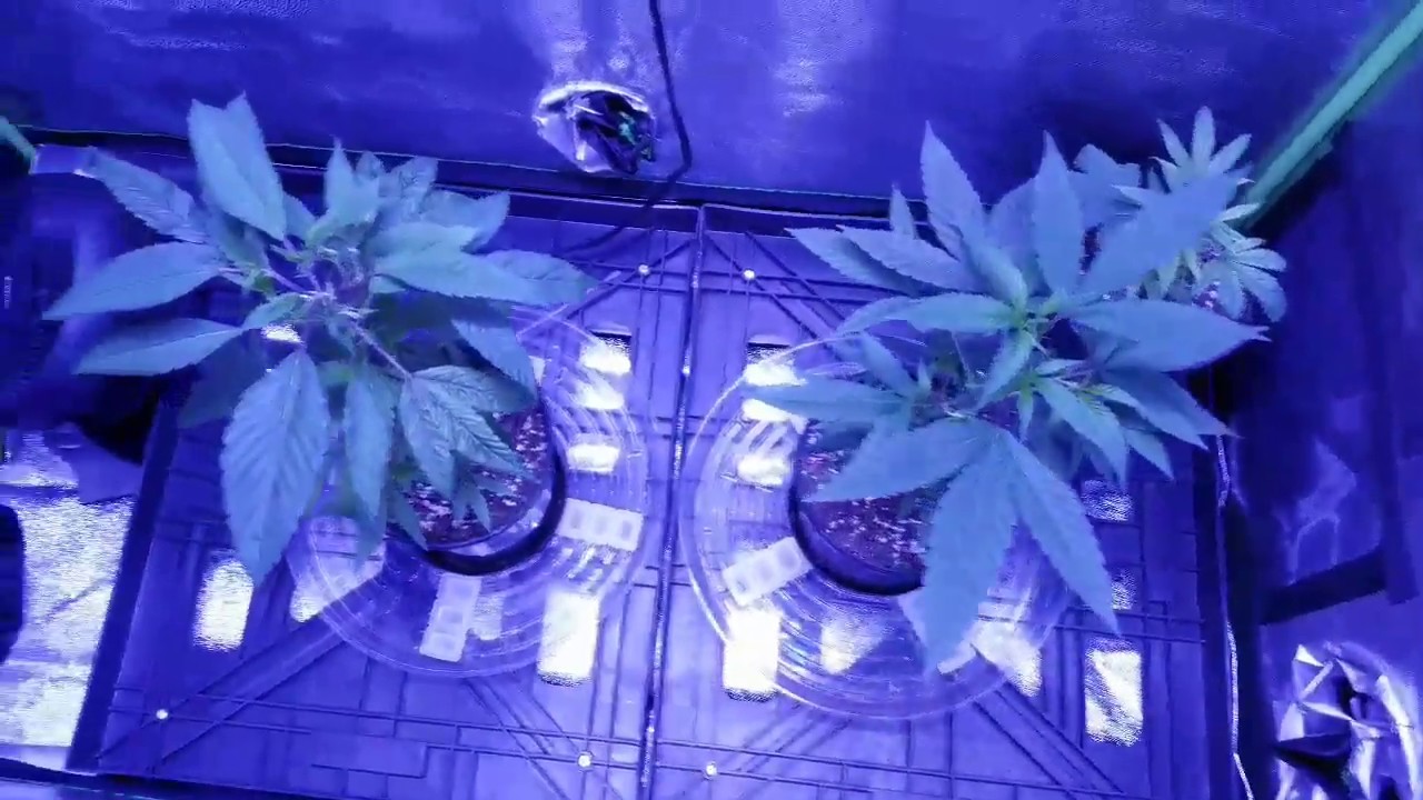 Sour Grape Kush, Amnesia Haze, Arise