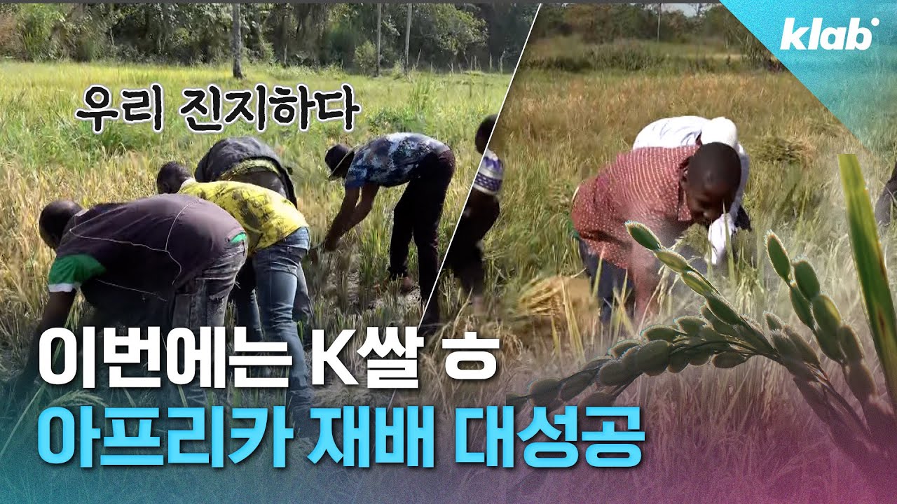한국 먹여 살렸던 통일미, 아프리카 식량난도 해소하러 떠났다｜크랩