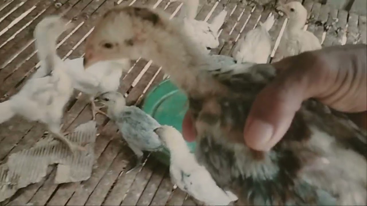 Ayam 🐔 menetas beda indukan