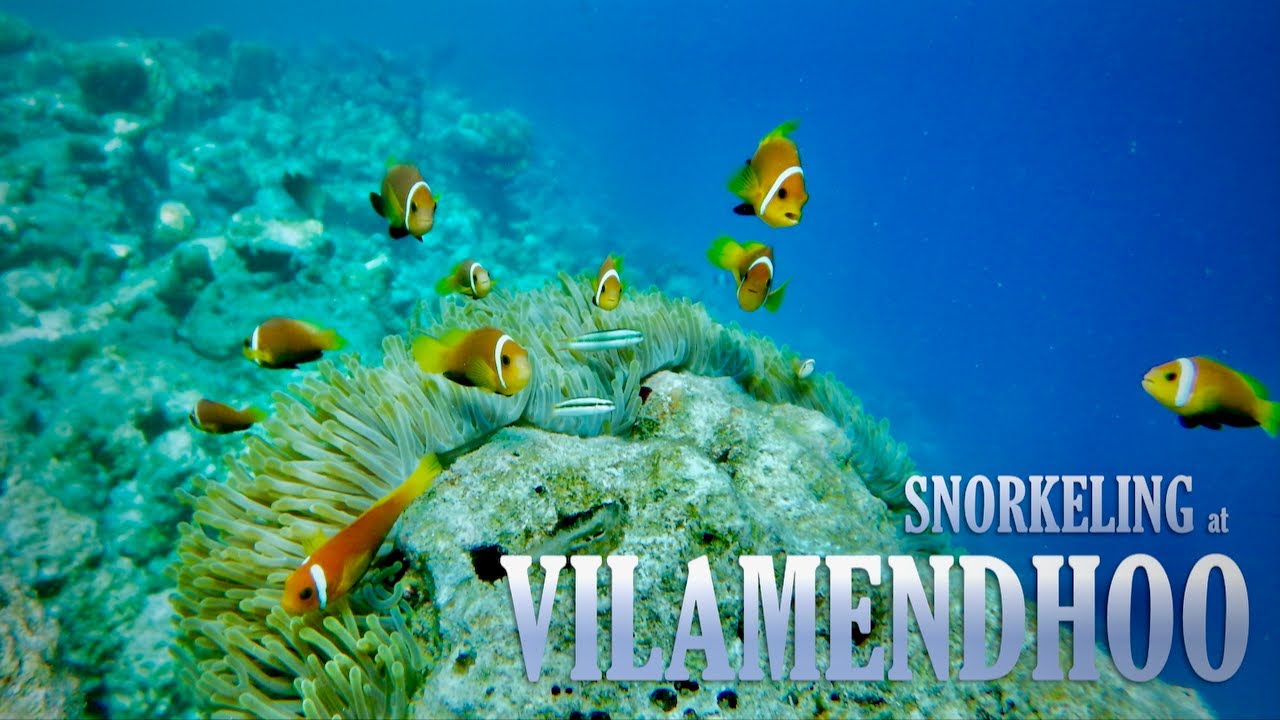 Snorkeling at Vilamendhoo