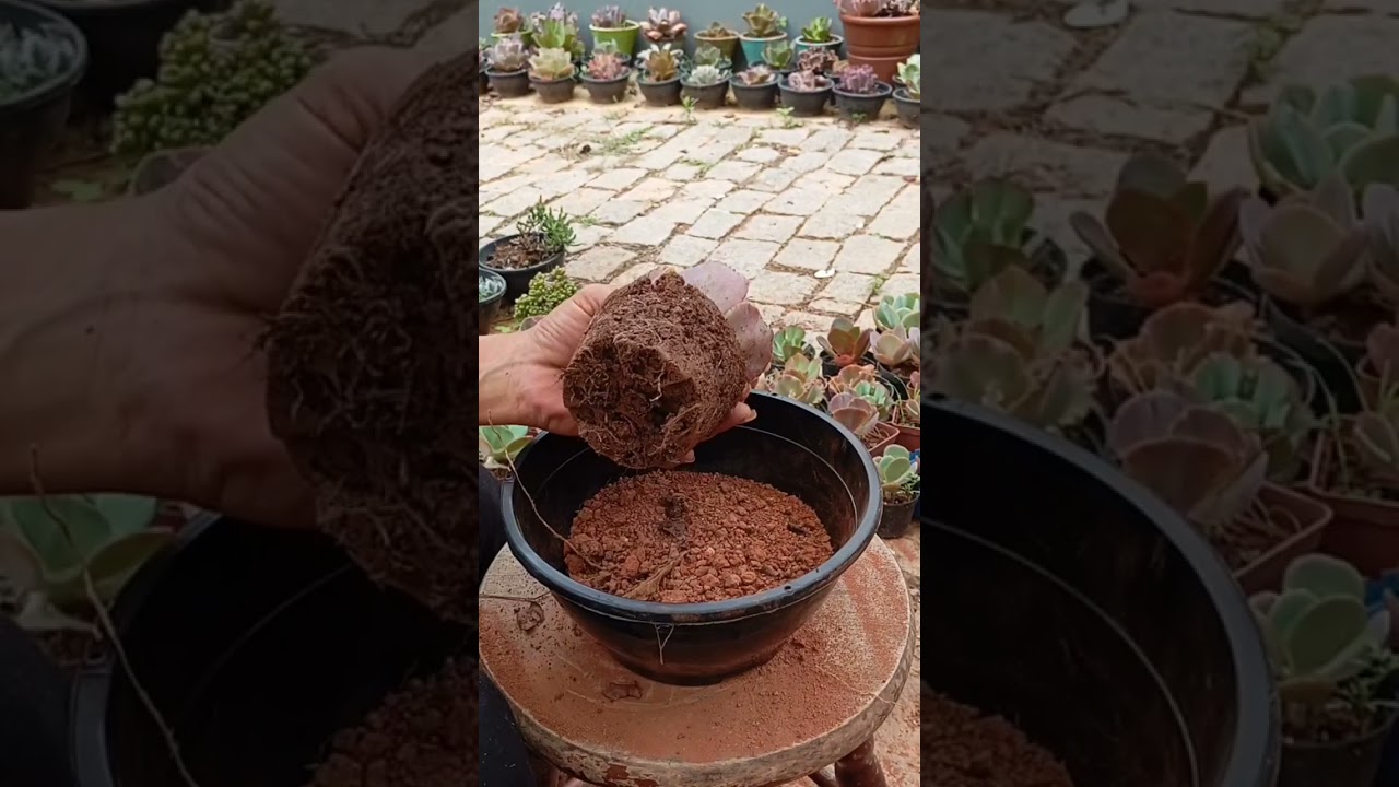 🌱 Novo vaso, nova vida 🌵✨#suculentasbrasil #suculentas #replantio #jardinagem #plantlover