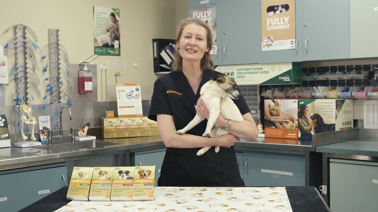Advocate™ for Dogs – Application demonstration
