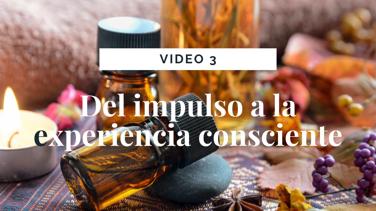 🧠 Video 3: Procesamiento central &mdash; Del bulbo olfatorio a la experiencia consciente