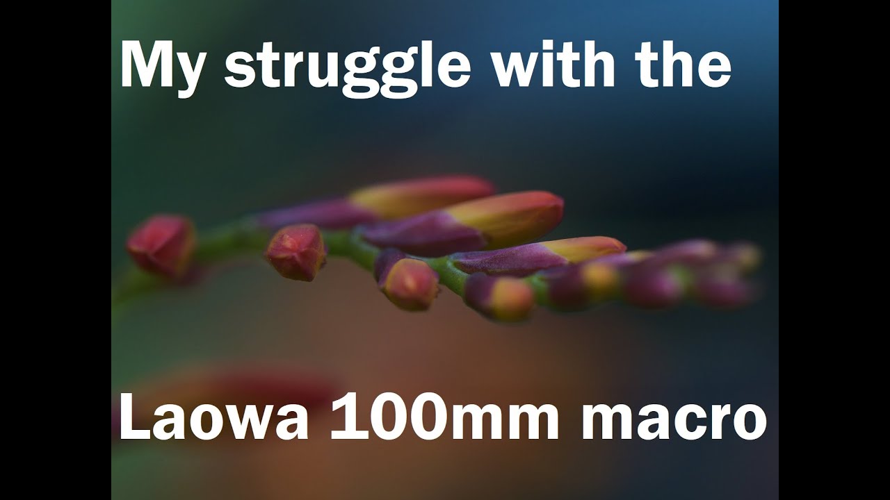 My struggle with the Laowa 100mm Macro