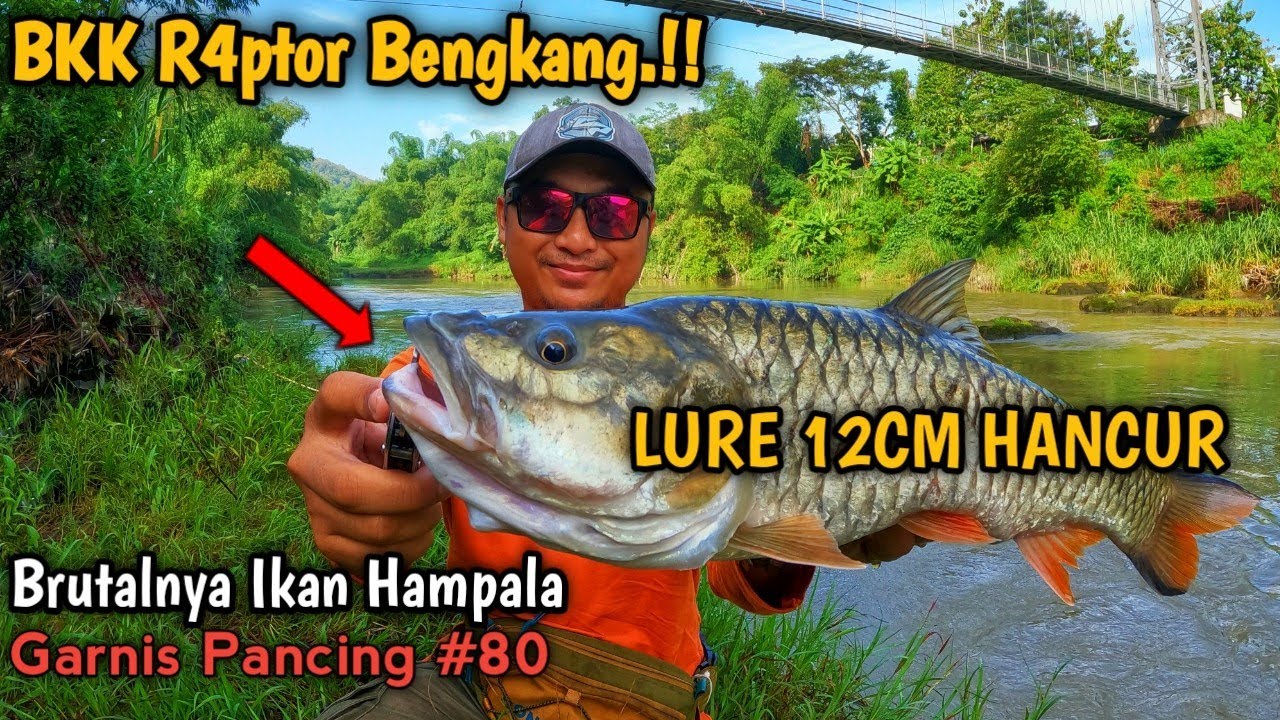 LURE SAMPAI HANCUR ‼️ Berburu Hampala Babon Dengan Lure Besar || Garnis Pancing #80