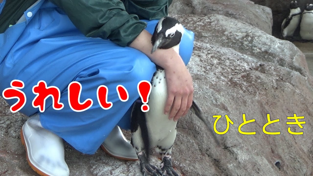 ペンギンのしんまち君よしよしされる。大好きな飼育員さんに甘える。(African penguin)【京都水族館】