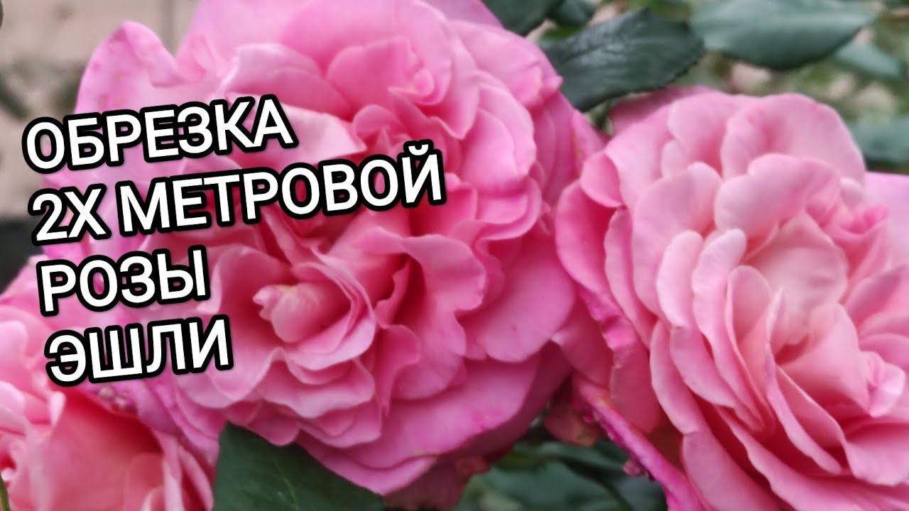 РОЗЫ. Обрезка 2х метровой розы ЭШЛИ.
