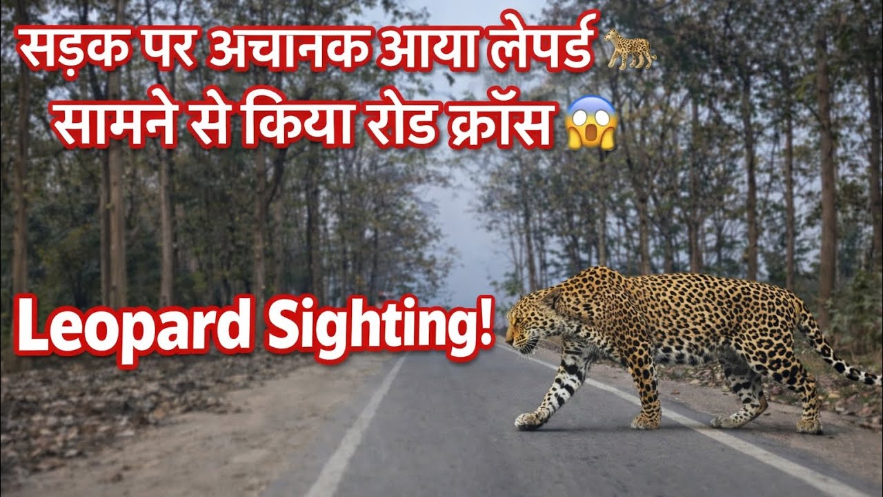 सड़क पर अचानक आया लेपर्ड 🐆 | सामने से किया रोड क्रॉस 😱 | Unbelievable Leopard Sighting!”