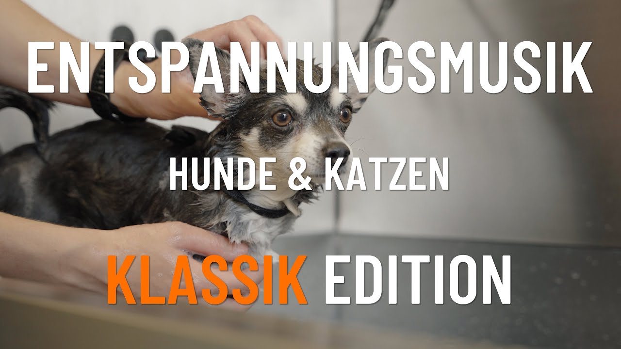 Entspannungsmusik für Hunde & Katzen | Klassik