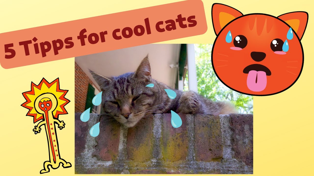 5 Tipps for cool cats - Katzen im Sommer - Abkühlung