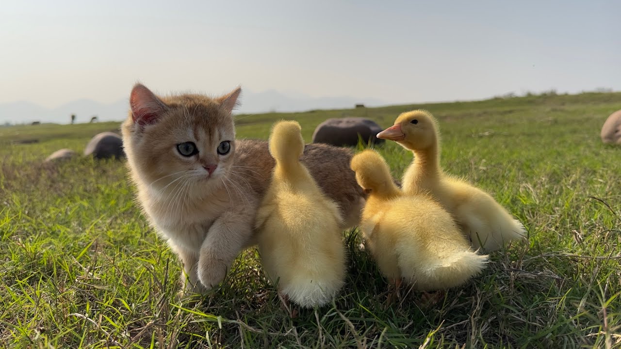 The kitten leads the duckling to run on the grassland to exercise.  kitten startled by cow