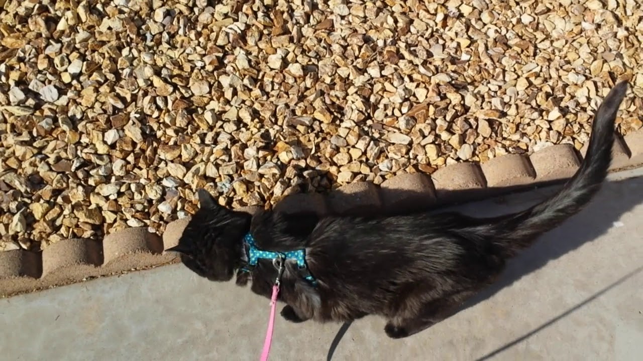 Camille on walk
