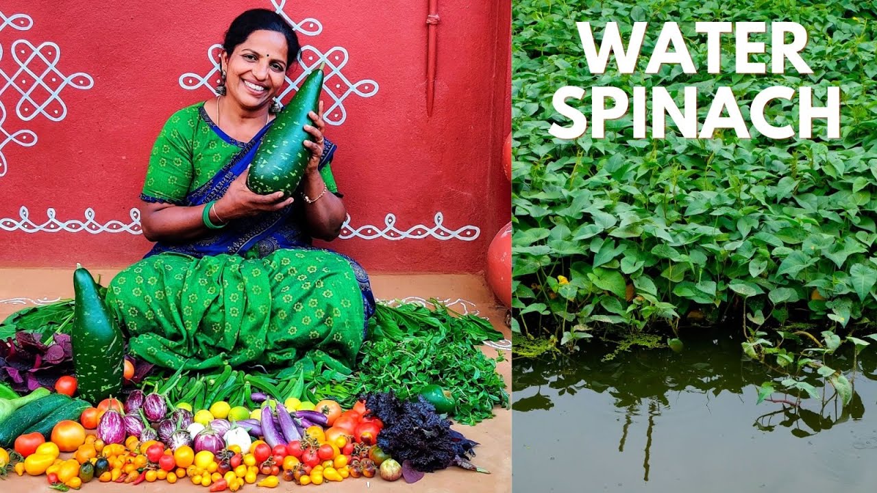 మొదటి సారి తోటలో పండిన తూటి కూర-Water Spinach ,White Mulberry 