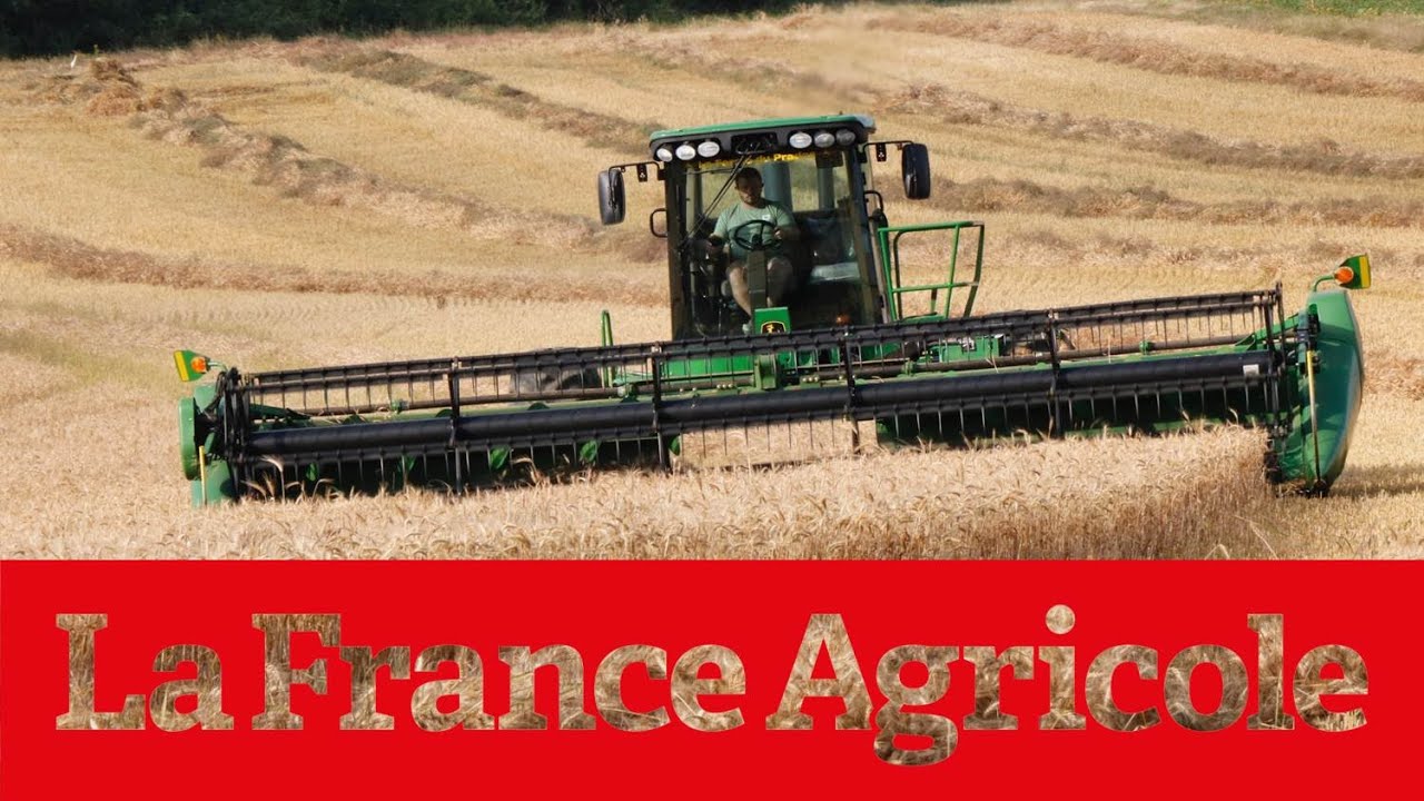 Unique en France : faucher et andainer les cultures avant de les récolter