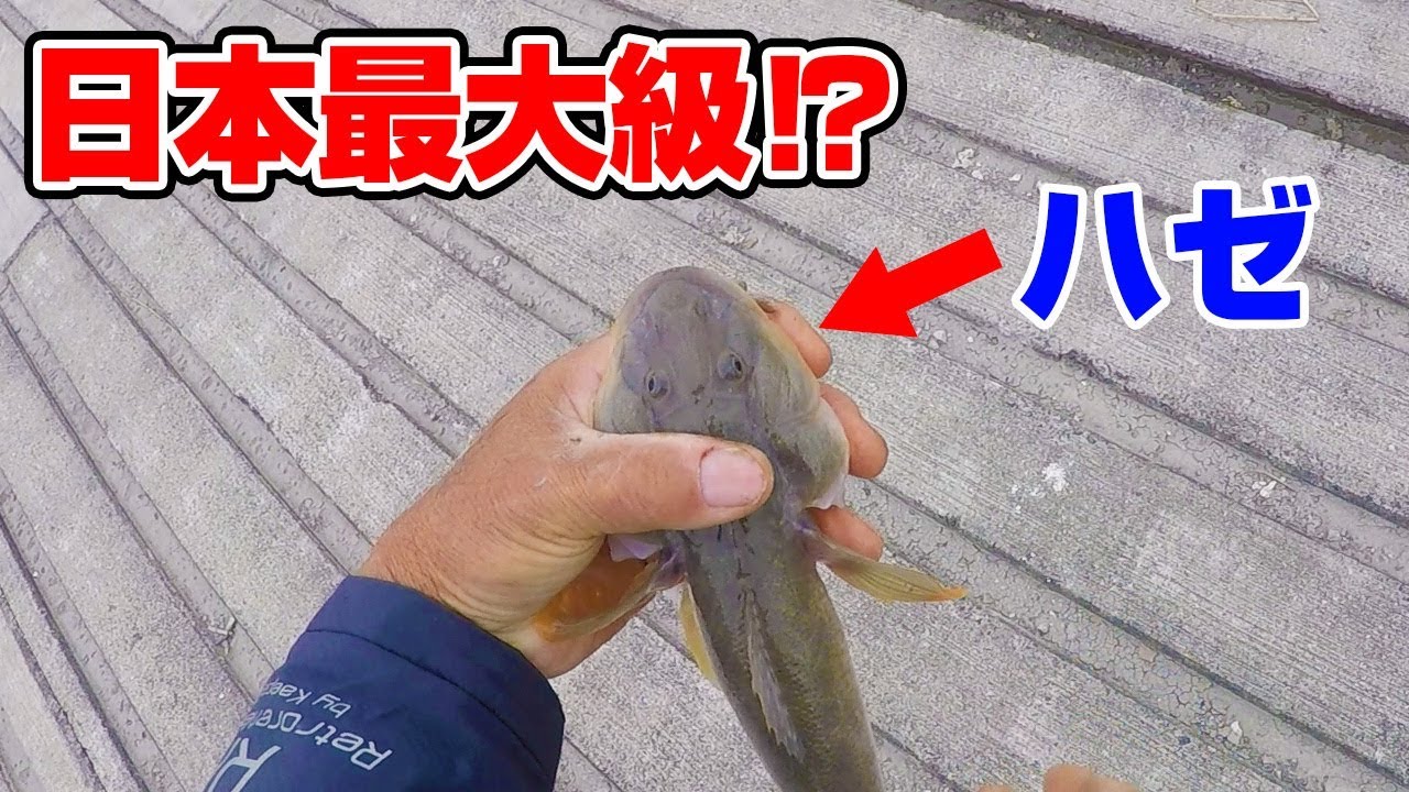 これがハゼ！？40センチオーバーの固有種捕獲成功！