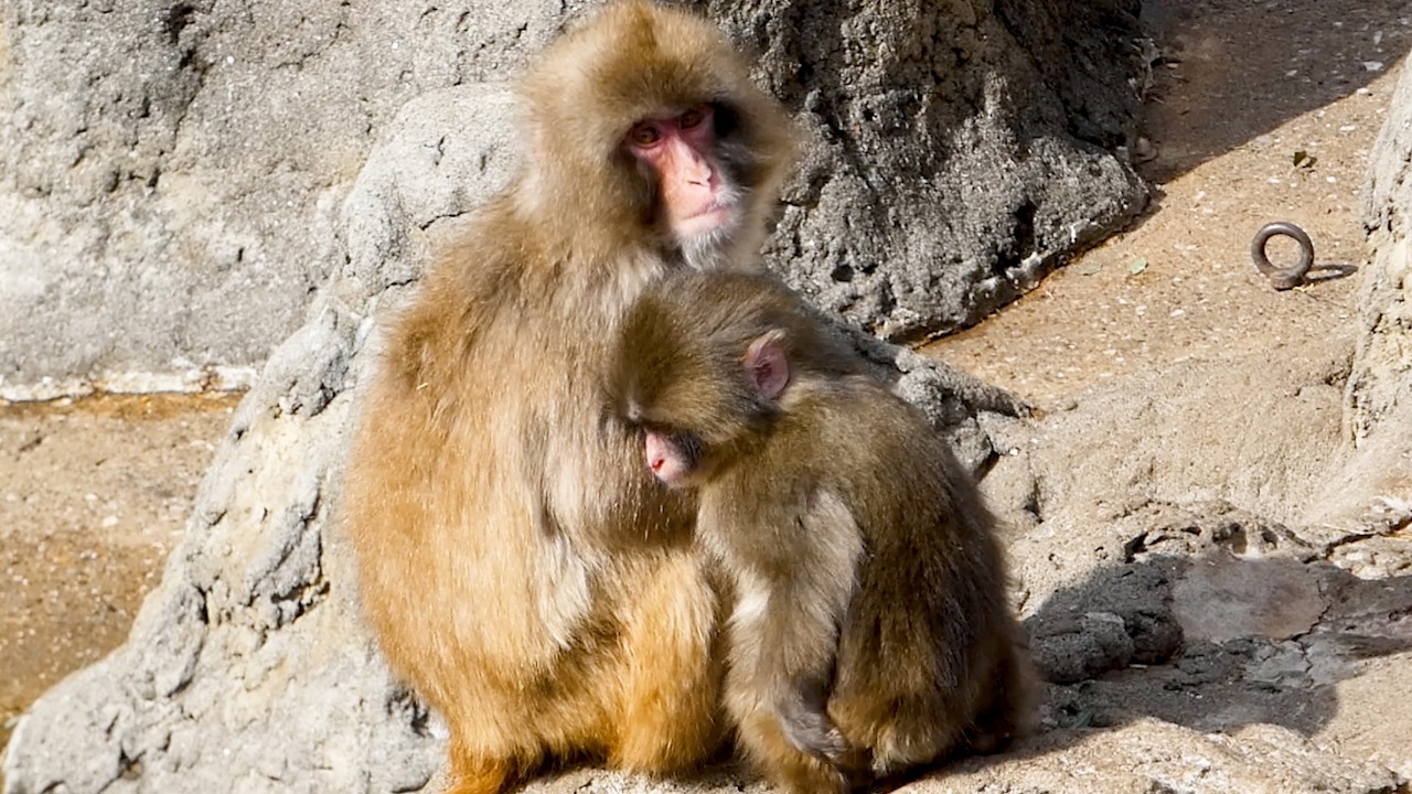 A Monkey Dotes on Punch… Heart-Melting Grooming & Cuddles