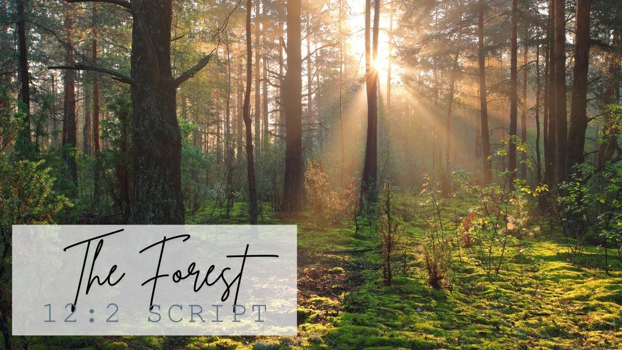 The Forest 12: 2 Script
