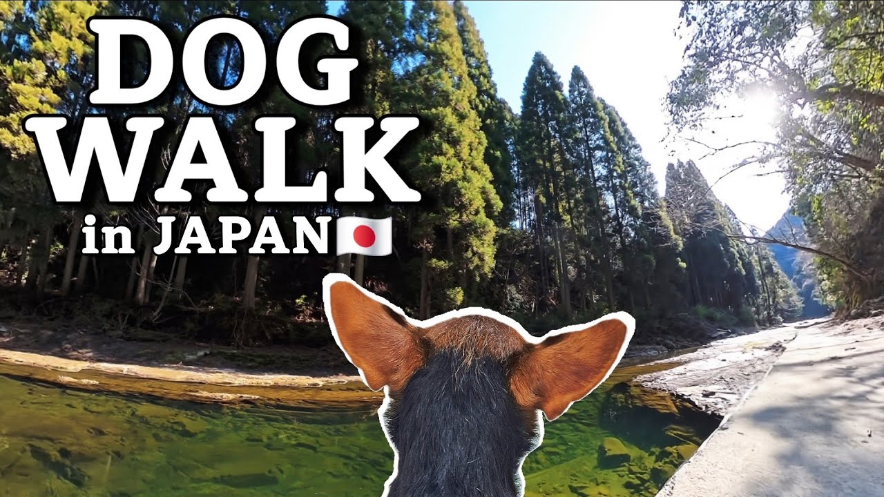 Dog POV Walking in Japan | Quiet Winter Gorge 🐾