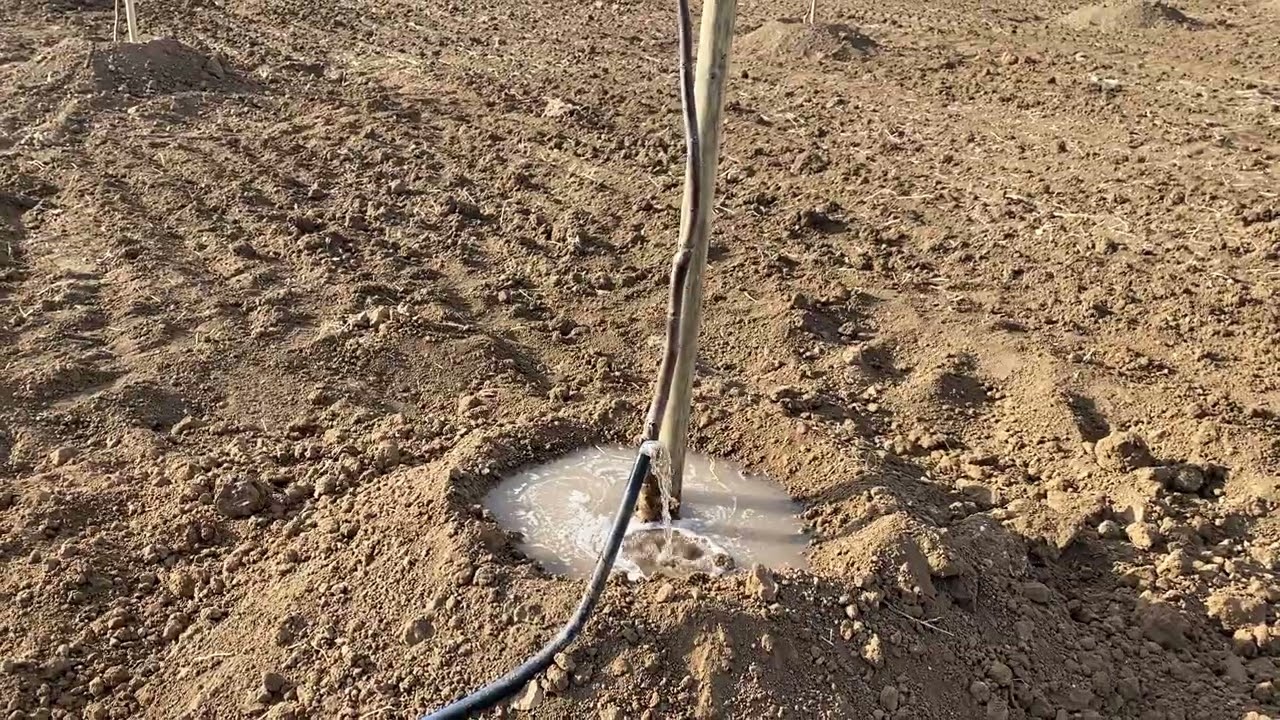 Yeni Dikilen Fidanlara Cansuyu Ne Kadar Verilmeli