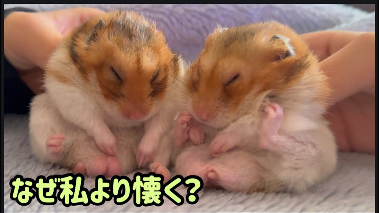 年の差コンビ、飼い主にだけ見せない顔。Age-gap duo: The side they never show me.
