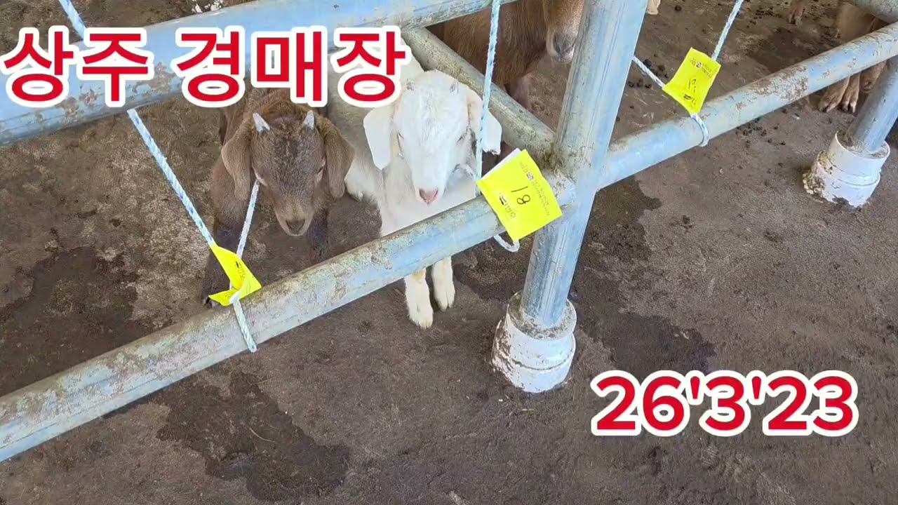 상주 경매장 시세 공개 #출산 #염소가격 