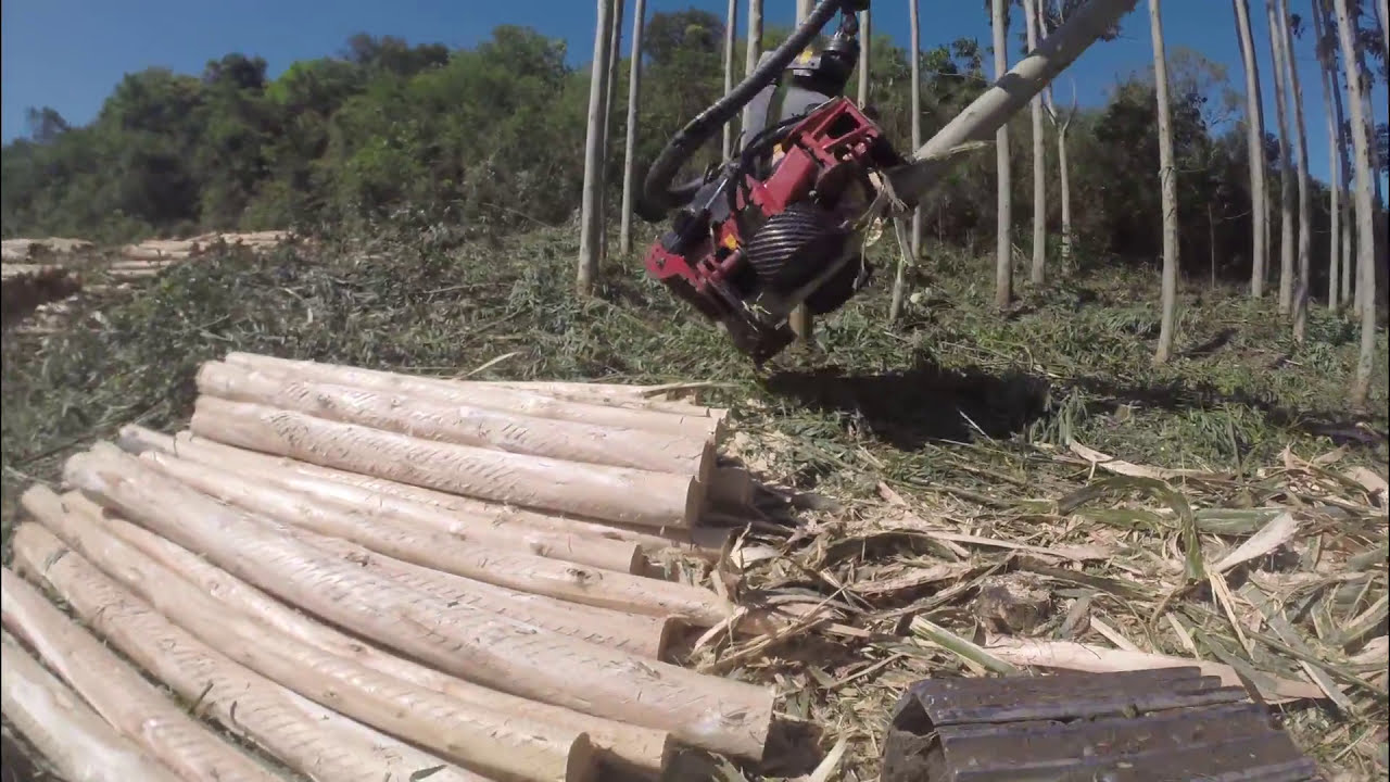 Brazilian Debarking