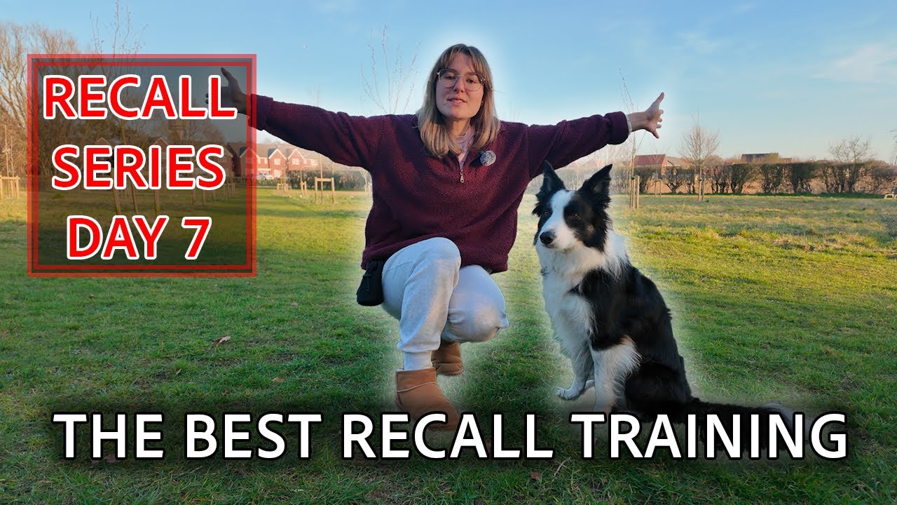 How To Turn AWFUL Recall Into PERFECT Recall Training With Your Dog!